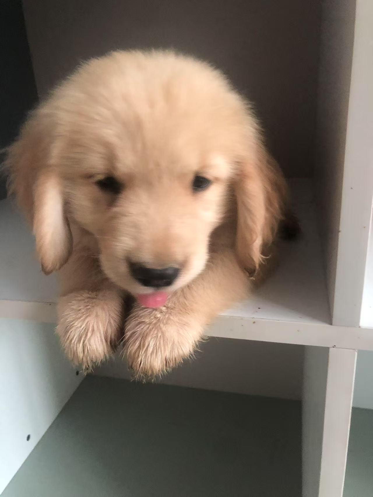 双血统金毛幼犬，要证书芯片费用单算